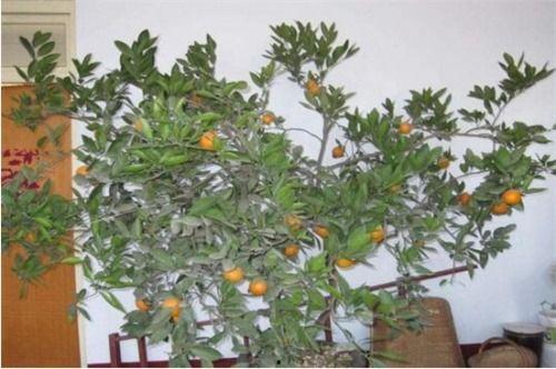 桔子树修剪技术视频,视频教程精华概述
