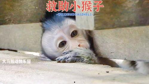 动物世界小猴子的视频,小猴子欢乐日常大揭秘