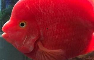 财神鱼视频,揭秘财富增长的秘密武器