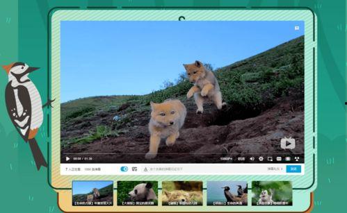 万生物视频,探索生命奥秘的视觉之旅