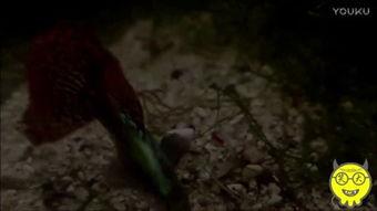 下小鱼的视频,揭秘下小鱼视频中的精彩瞬间