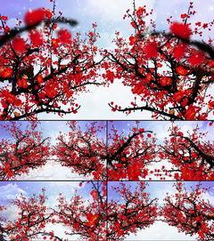 红梅花视频,绽放的坚韧与美丽