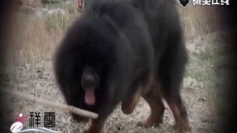 藏獒斗狗视频,生死较量背后的传奇故事